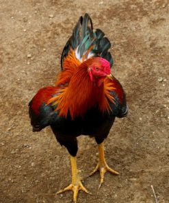 Aseel Rooster For Sale