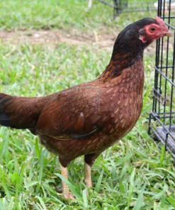 aseel hen for sale