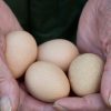 vulturine guinea hatching eggs for sale