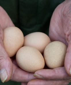 vulturine guinea hatching eggs for sale