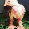 dong tao day-old chicks (unsexed) for sale