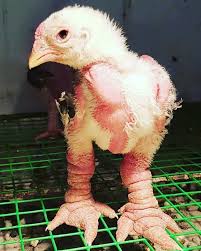 dong tao day-old chicks (unsexed) for sale