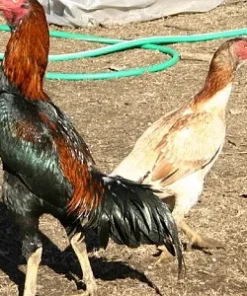 shamo hen for sale 1