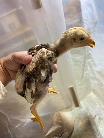 2 weeks old Thai gamefowl chicks 2 weeks old Thai gamefowl chicks