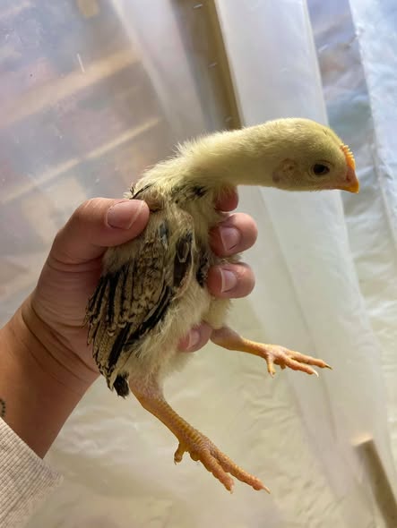 2 weeks old Thai gamefowl chicks 1 2 weeks old Thai gamefowl chicks 1