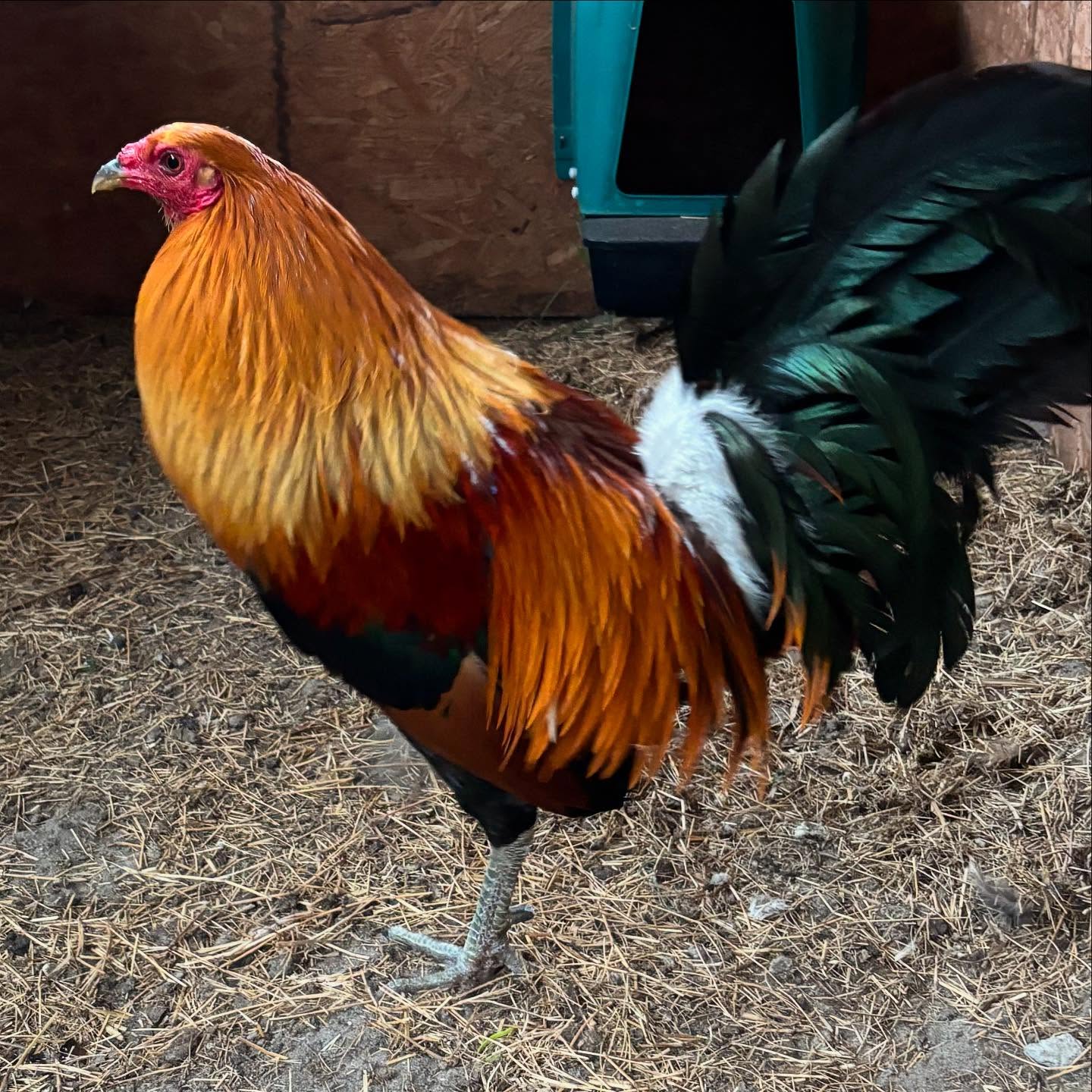 McLean Hatch gamefowl McLean Hatch gamefowl