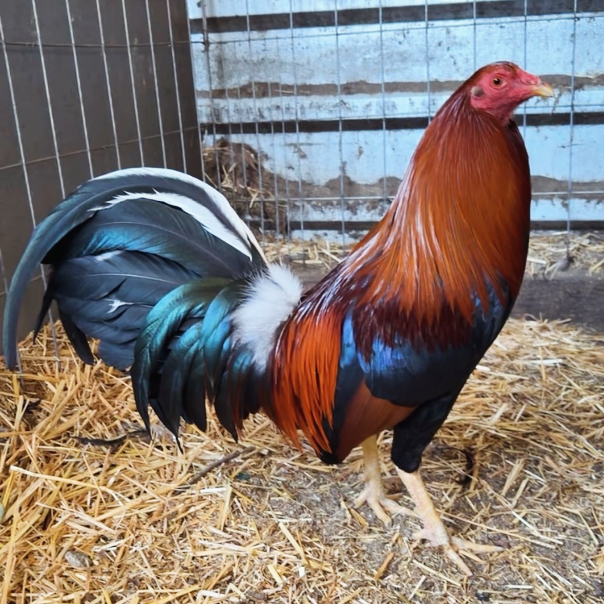 Cowan Yellow Legged Hatch gamefowl Cowan Yellow Legged Hatch gamefowl