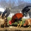 Radio Hens Gamefowl for Sale