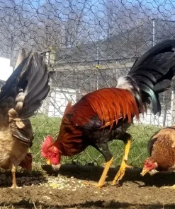 Radio Hens Gamefowl for Sale
