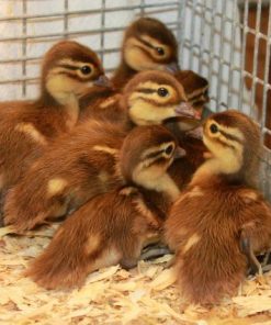 2-week-old female Mandarin ducklings