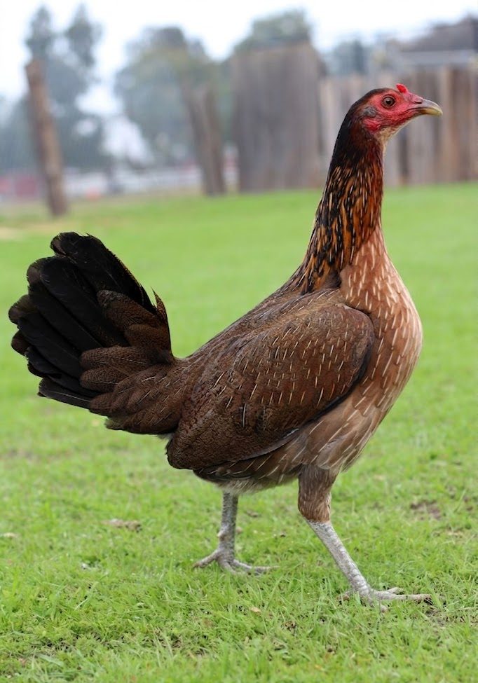 purebred Rat Graves Leiper gamefowl hens purebred Rat Graves Leiper gamefowl hens