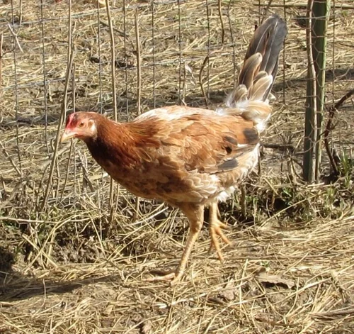 Buy purebred Radio gamefowl hens online Buy purebred Radio gamefowl hens online