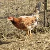 Radio Hens Gamefowl for Sale 1