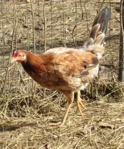 Radio Hens Gamefowl for Sale 1