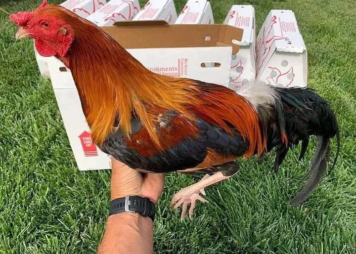 shipping gamefowls for sale