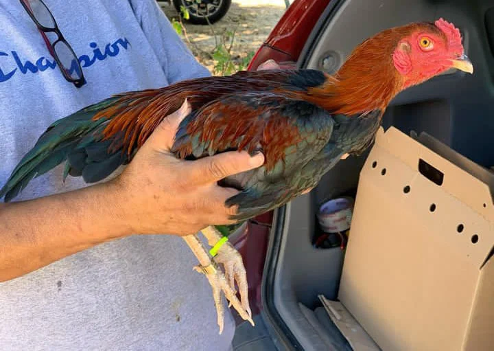 shipping gamefowls for sale 1