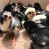 Day-Old Blue Mug Chicks for sale 1