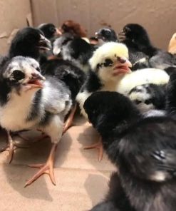 Day-Old Blue Mug Chicks for sale 1