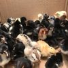 Day-Old Blue Mug Chicks for sale