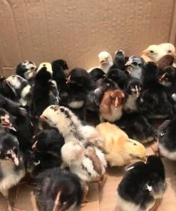 Day-Old Blue Mug Chicks for sale