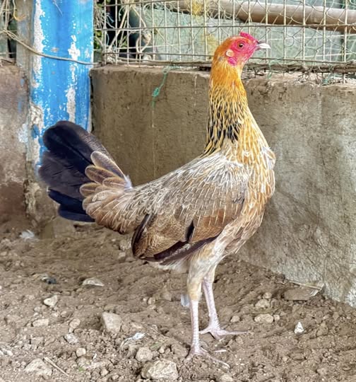 Golden Boy Sweater Pullet for Sale Golden Boy Sweater Pullet for Sale