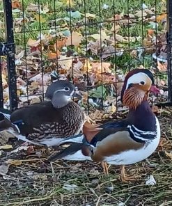 mandarin drake for sale