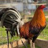 pure golden monkey sweater roosters for sale