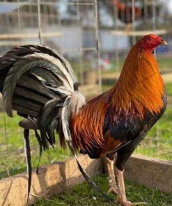 pure golden monkey sweater roosters for sale
