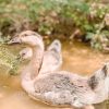 13-Month-Old Brown African Goose for Sale