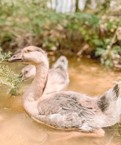 13-Month-Old Brown African Goose for Sale