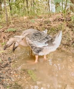 13-Month-Old Brown African Goose for Sale