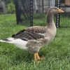 14-Month-Old Toulouse Goose for Sale 1