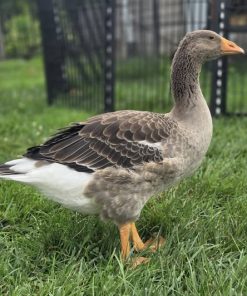 14-Month-Old Toulouse Goose for Sale 1