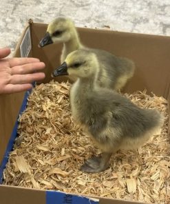 Brown African 2-Week-Old Gosling – Female for Sale