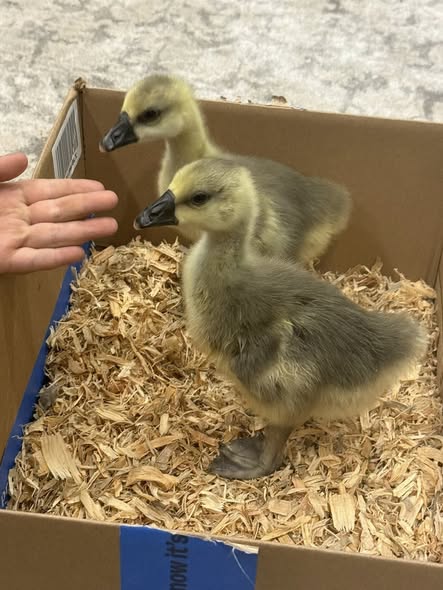 Brown African 2-Week-Old Gosling – Female for Sale Brown African 2-Week-Old Gosling – Female for Sale