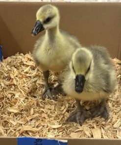 Brown African 2-Week-Old Gosling – Female for Sale