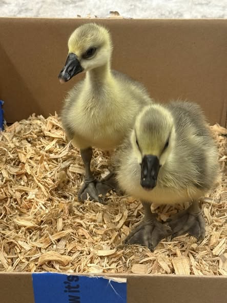 Brown African 2-Week-Old Gosling – Female for Sale Brown African 2-Week-Old Gosling – Female for Sale