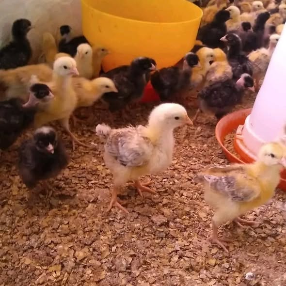 day-old Leiper Hatch chicks day-old Leiper Hatch chicks