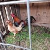Gavilan Hatch Pair for Sale
