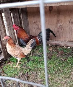 Gavilan Hatch Pair for Sale