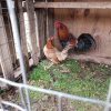 Gavilan Hatch Pair for Sale 11
