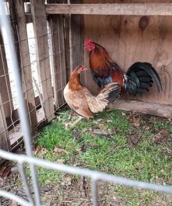 Gavilan Hatch Pair for Sale 11