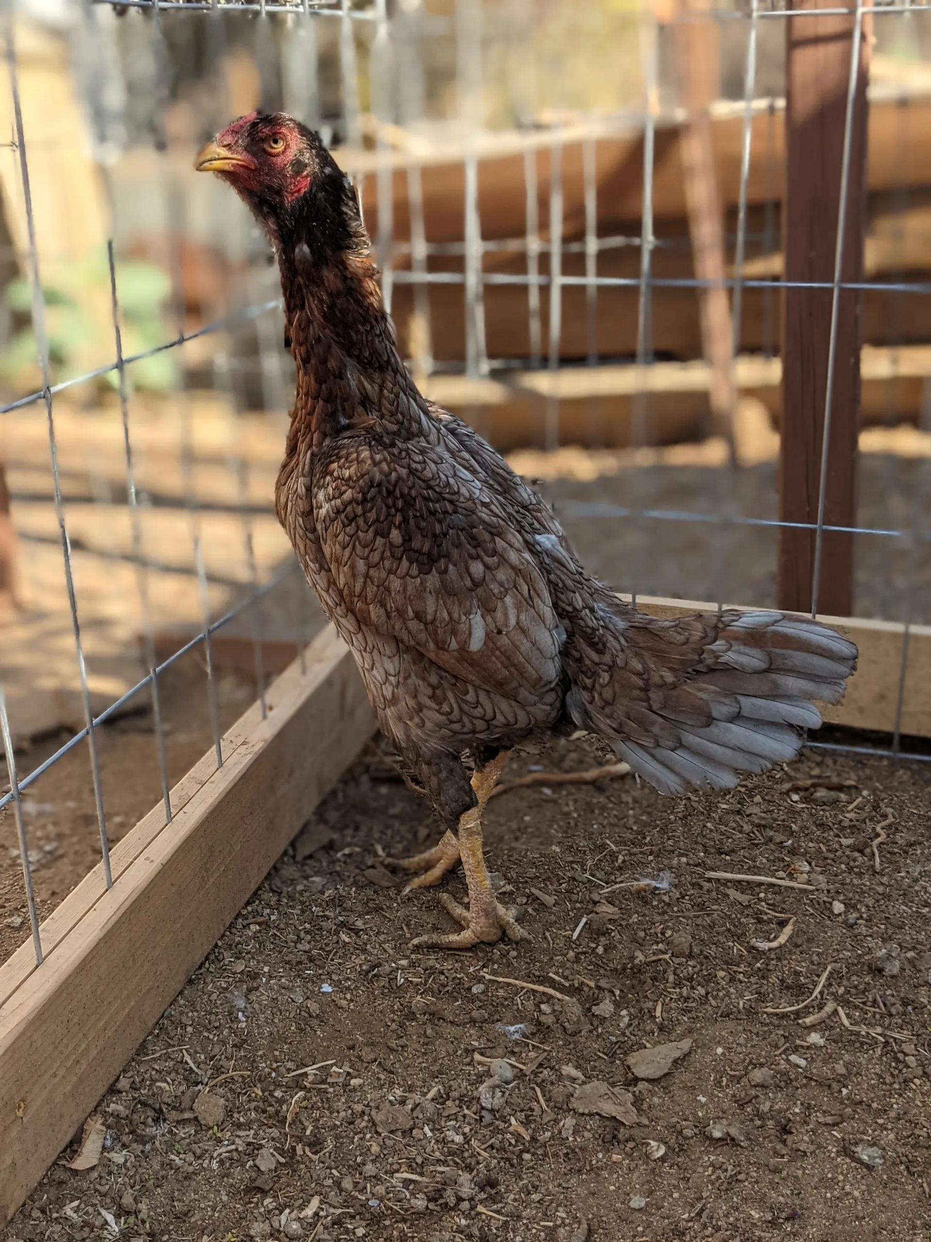 Brazilian Blue Red Gamefowl Hen Brazilian Blue Red Gamefowl Hen
