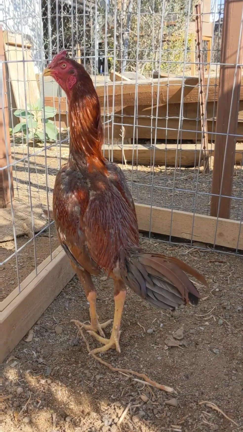 Brazilian Pumpkin gamefowl stag for sale Brazilian Pumpkin gamefowl stag for sale
