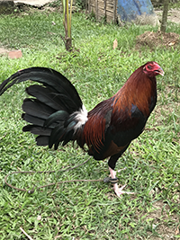CaRaBlades Game Roosters CaRaBlades Game Roosters