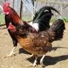 Madigan Claret Hens for Sale 1