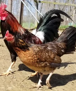 Madigan Claret Hens for Sale 1