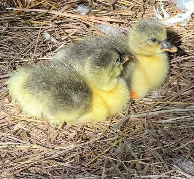 Sebastopol day-old goslings Sebastopol day-old goslings 1
