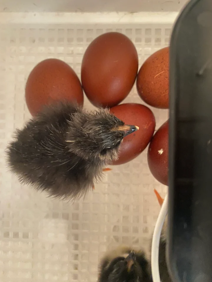 Buy sexed Black Copper Marans day-old chicks Buy sexed Black Copper Marans day-old chicks
