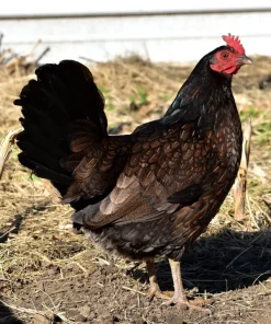 Madigan Claret Hens for Sale
